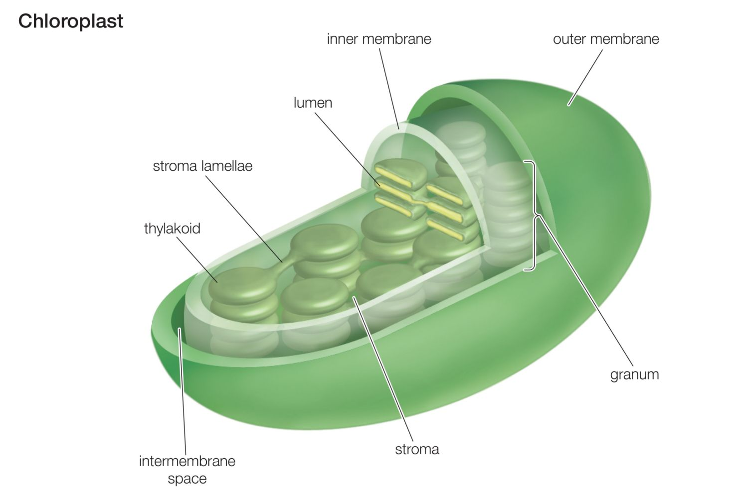 Structure of Chloroplasts.png